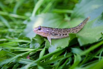 Close up view of freshwater bullhead fish or round goby fish just taken from the water on big green leaf..