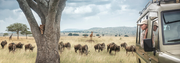 Woman traveller on safari in Africa, travels by car in Tanzania and Kenya, watches life wild tigers, giraffes and antelopes in the savannah. - obrazy, fototapety, plakaty
