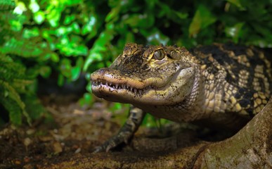alligator in the everglades