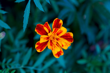 Real floral backround: calendula flowers and marigold om the flower bed, summer gardening