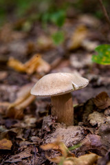 Single Boletus mushroom in the wild. Porcini mushroom grows on the forest floor at autumn season..