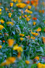 Real floral backround: calendula flowers and marigold om the flower bed, summer gardening