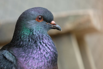close up of black pigeon