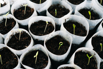 young Plant seedlings growing on fertile soil with fertilizer, baby plant Seedlings sprout. squash...