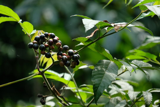 wild cherry or Antidesma bunius is a species of fruit tree in the family Phyllanthaceae