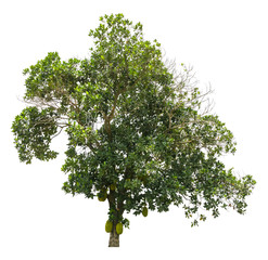 Jackfruit tree (Artocarpus Heterophyllus) with fruit beside the trunk isolated on white background...