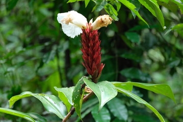 crepe ginger also known as Cheilocostus speciosus