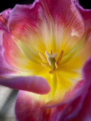 Detail of a tukip. Flower