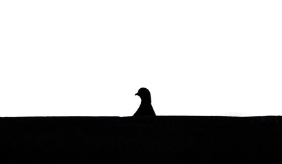 silhoute of pigeon head in black and white color