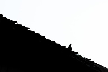 minimalist silhouette bird perched on roof in black and white color