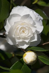Close up of white Camelia flower and bud in sun.