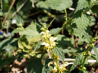 Lamium galeobdolon - Lamier jaune ou ortie jaune à tige florifère, poilues aux stolons pendant, feuillage lancéolé, crénelé, denté vert foncé maculé de taches blanc argenté