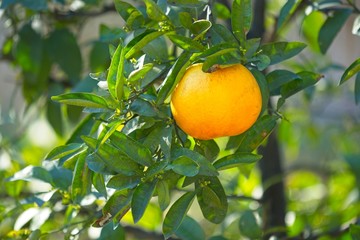 Grapefruit hanging from tree under the Summer sun