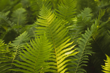 fern in the forest at dawn