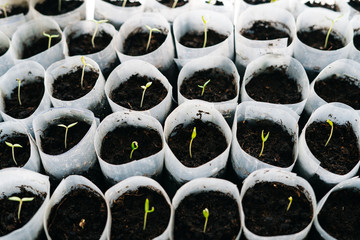 young Plant seedlings growing on fertile soil with fertilizer, baby plant Seedlings sprout. Tomato...