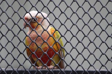 red and yellow parrot behind fence