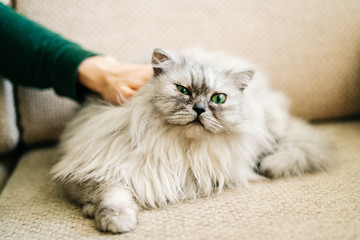 Fototapeta premium Gray , kawaii, cute, fluffy Scottish Highland Straight Longhair grey cat with big green eyes is lying on a beige sofa, and a young man is stroking the cat's head.Close up portrait.
