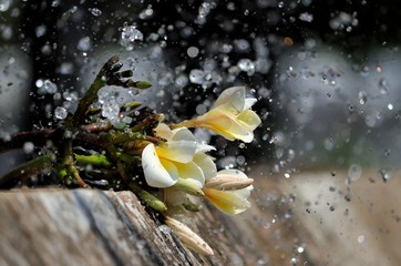 Plumeria Flowers With Water Drops in Motion with Copy Space, Perfect for Wallpaper and Background