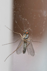 Isolated mosquito on an ocher background Located on the wall of an urban garden 
