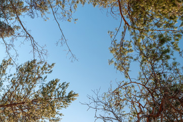 branches of pines against the blue sky