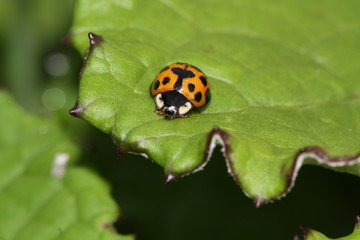 Fototapeta premium Marienkäfer