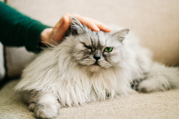 Fototapeta premium Gray , kawaii, cute, fluffy Scottish Highland Straight Longhair grey cat with big green eyes is lying on a beige sofa, and a young man is stroking the cat's head.Close up portrait.