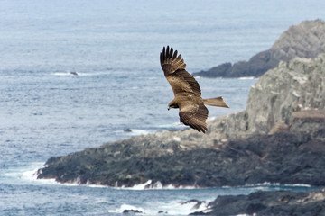 Black Kite Flying long Coast 