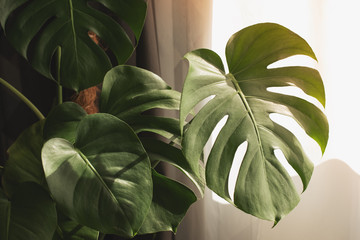 Exotic tropical Monstera palm leaves, copy space. Green leaves of monstera palm or split-leaf philodendron. Monstera deliciosa foliage plant. Exotic plant. Floral Pattern. Monstera leaves at home © Ксения Овчинникова