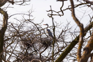 gray herons on the branches make their nests