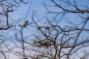 gray herons on the branches make their nests