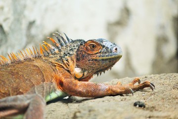 Lizard