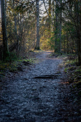 Walkway in a beautiful forest in the morning. Walk through the spring forest.