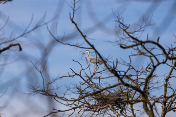 Fototapeta na wymiar gray herons on the branches make their nests