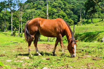 brown horse