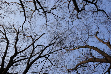 하늘과 나무가 보이는 풍경