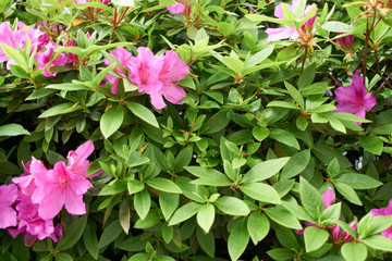 サツキ・花・葉・背景