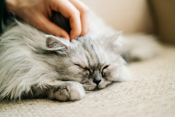 Gray , kawaii, cute, fluffy Scottish Highland Straight Longhair grey cat with big green eyes is lying on a beige sofa, and a young man is stroking the cat's head.Close up portrait.