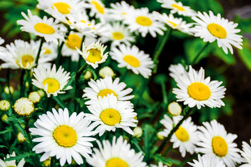 Blooming camomile. White flowers. Floral background.
