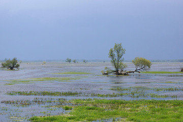Green and blue before rain