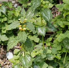 Lamium galeobdolon - Lamier jaune ou ortie jaune à tige florifère, poilues aux stolons pendant,...