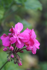 Fototapeta na wymiar close up of pink flowers