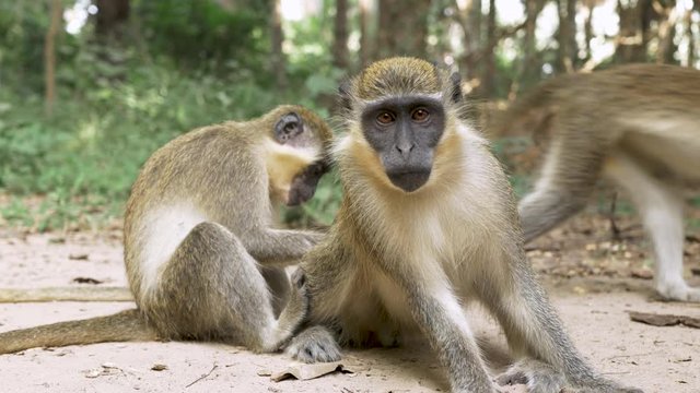 Family of Green Vervet Monkeys Staring at Camera while Grooming and Resting, The Gambia Nature, Africa, 4K