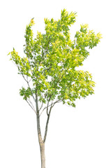 isolated maple with summer leaves