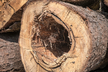 Tree trunk with sickness heartwood