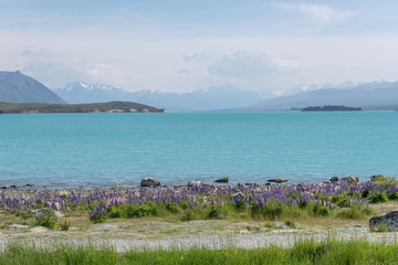 blossoming lupin flowers on Tekapo lake shore, New Zealand