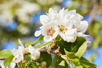 Flowering branch of pear tree. Pear tree flowers and buds. Pear blossom in early spring. Shallow depth of field.
