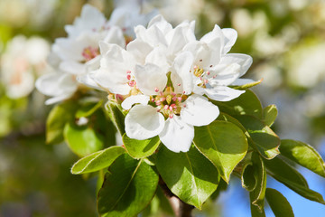 Flowering branch of pear tree. Pear tree flowers and buds. Pear blossom in early spring. Shallow depth of field.