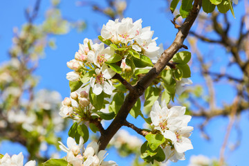 Flowering branch of pear tree. Pear tree flowers and buds. Pear blossom in early spring. Shallow depth of field.