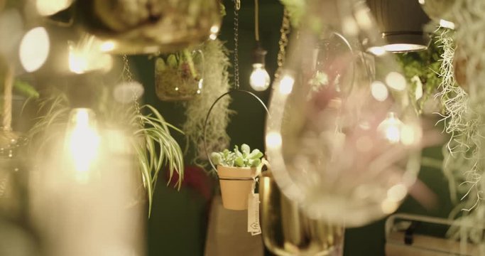 Closeup Of Lights & Plant Hanging Baskets In A Florist Shop.