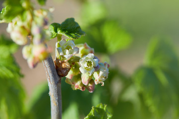 Macro shot of black currant blossom growing in the garden in early spring